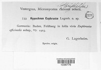 Hypochnus euphrasiae image